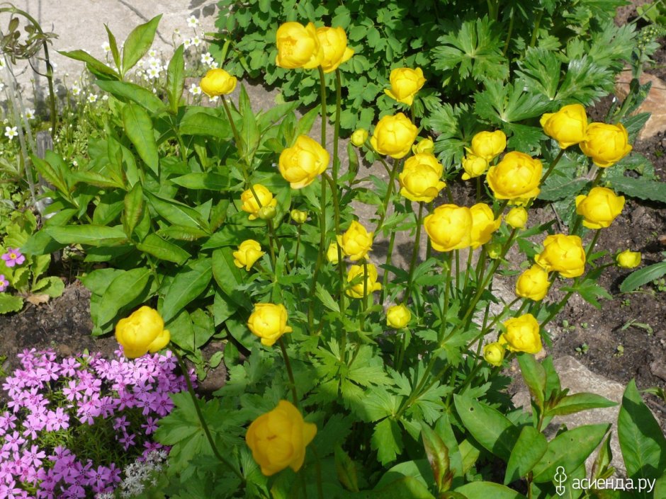 Купальница Lemon Queen