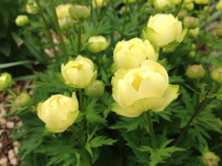 Купальница "Алабастер", Trollius "Alabaster"