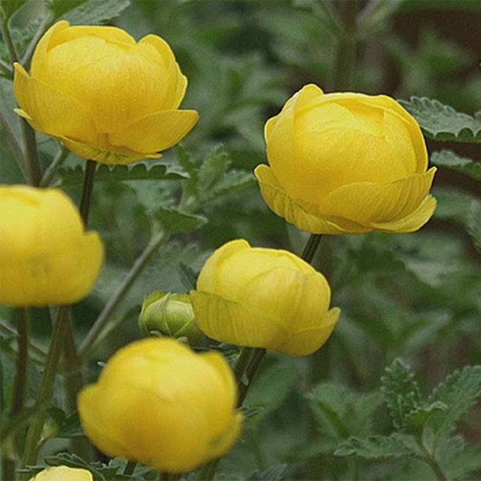 Купальница Lemon Queen