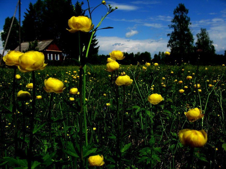 Купальница европейская ландшафт