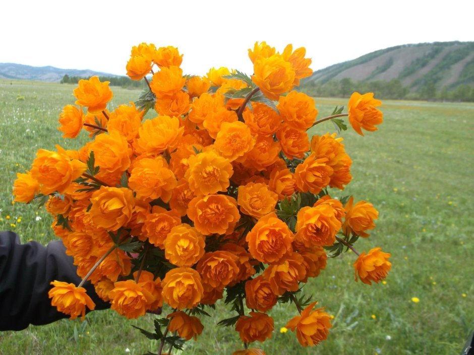 Сибирская роза