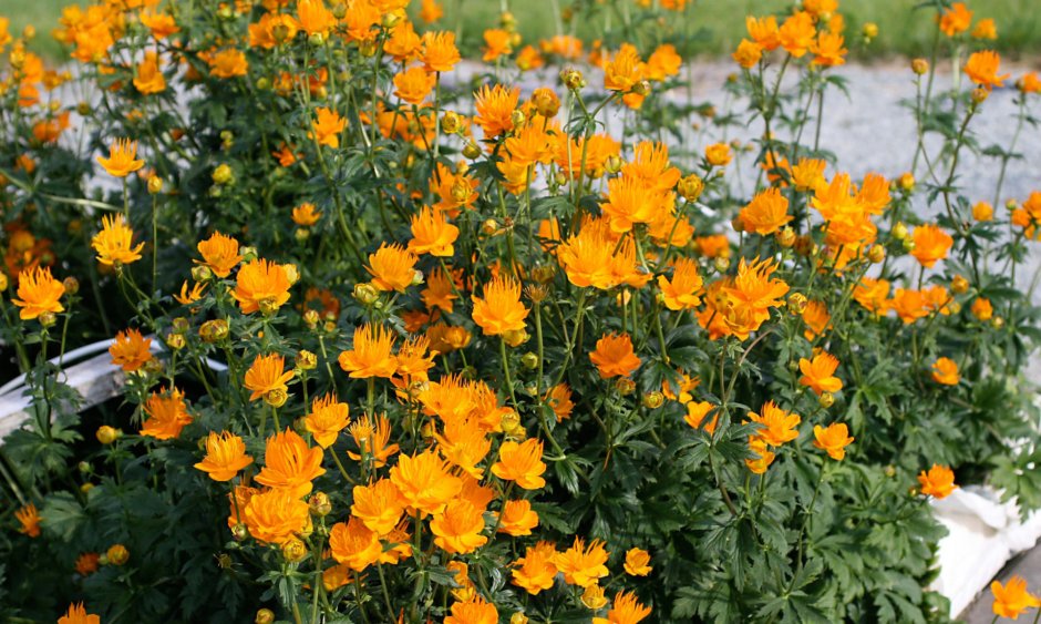 Купальница (Trollius)