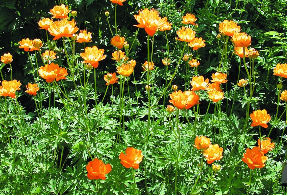 Купальница Trollius stenopetalus