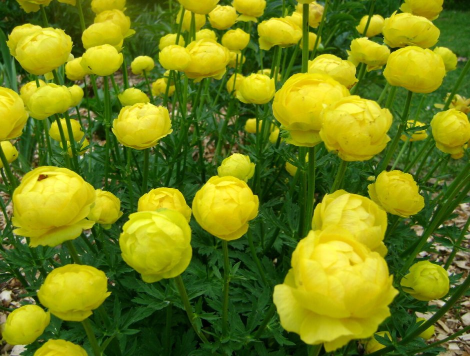 Купальница Фейри пик