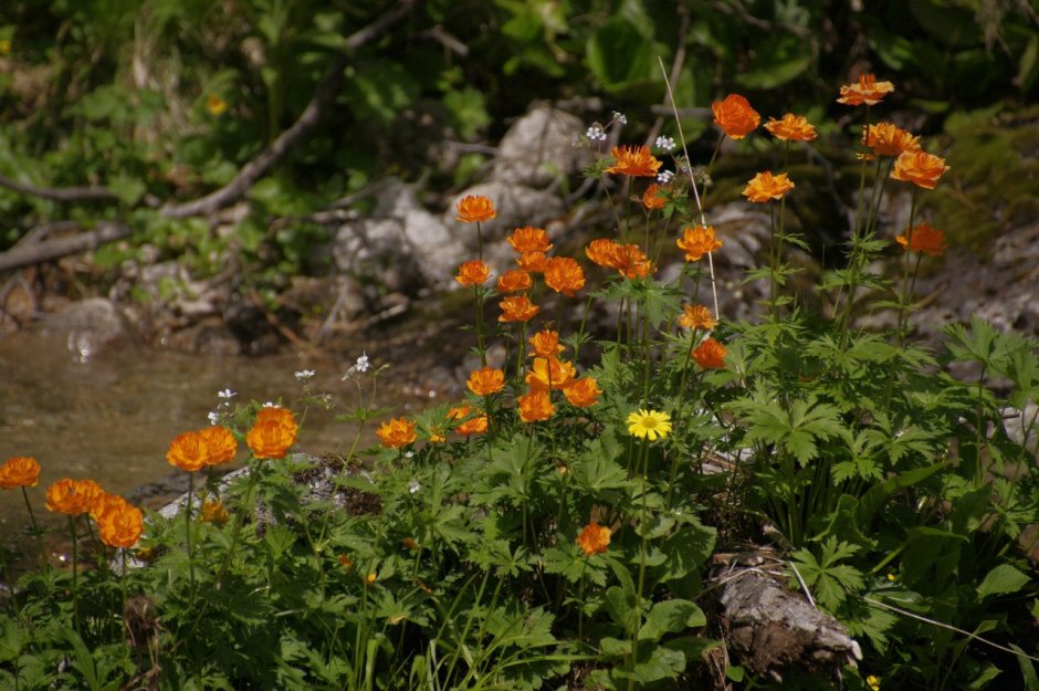 Trollius komarovii