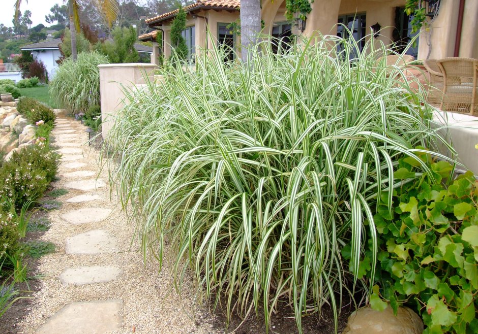 Arundo Donax 'variegata'