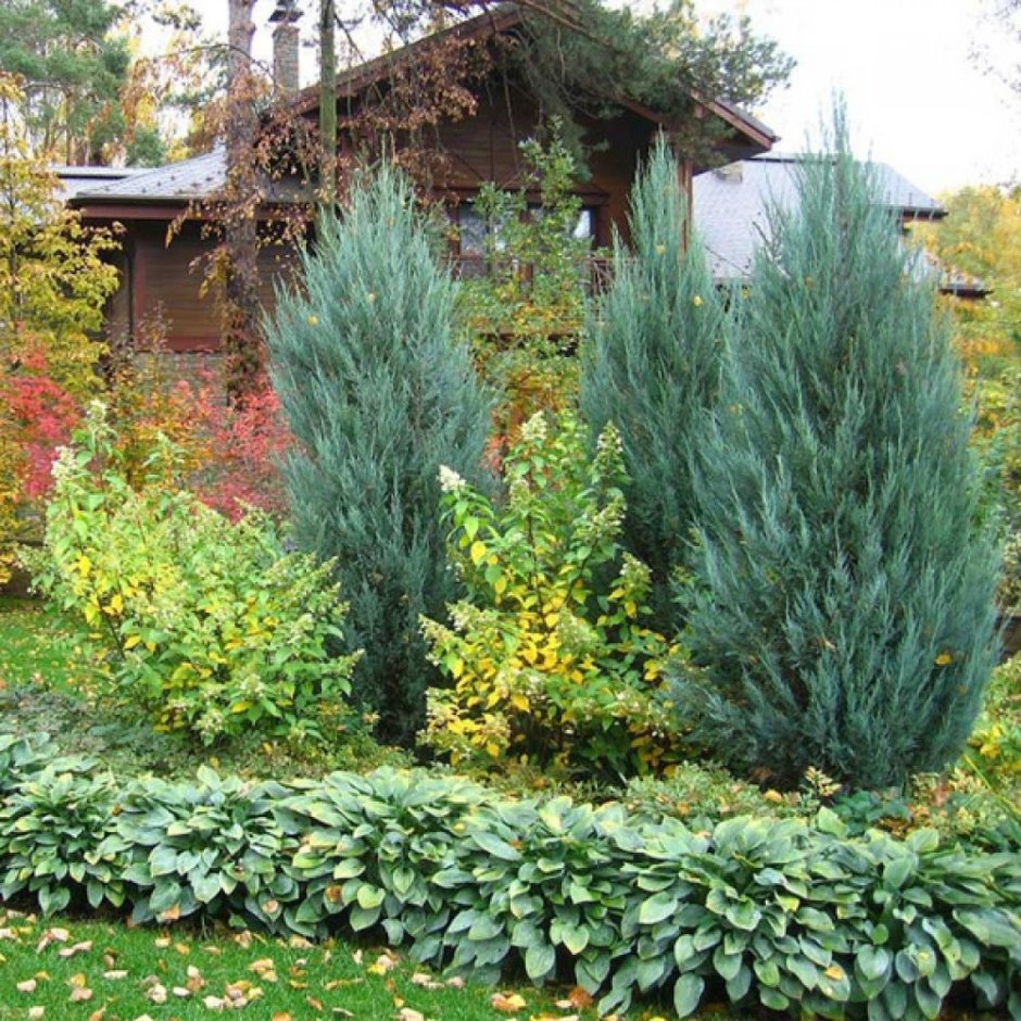 Овсец вечнозелёный ( Helictotrichon sempervirens)