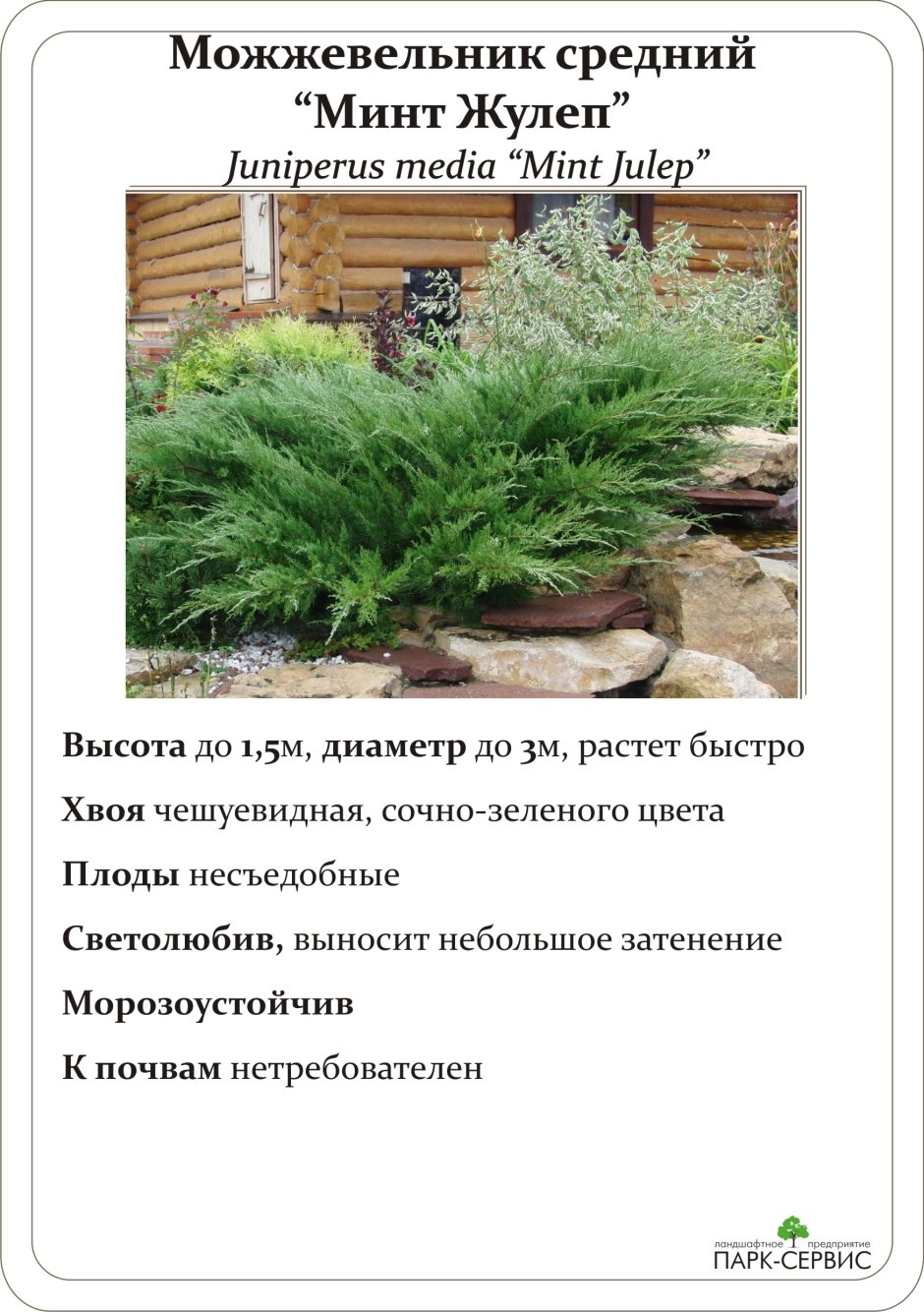 Можжевельник минт джулеп описание