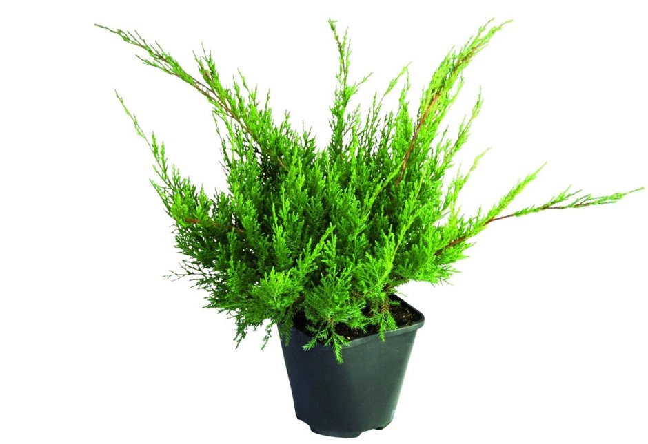 Можжевельник Mint джулеп