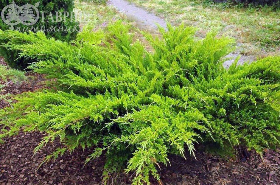 Можжевельник казацкий в миксбордере