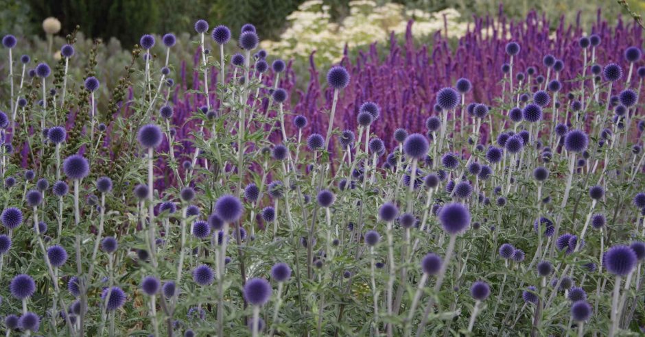 Мордовник обыкновенный (Echinops ritro)