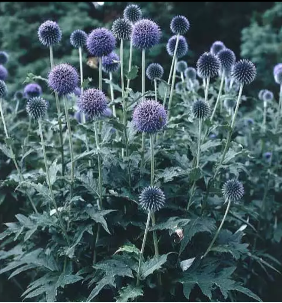 Синеголовник (Eryngium) Вильмотт