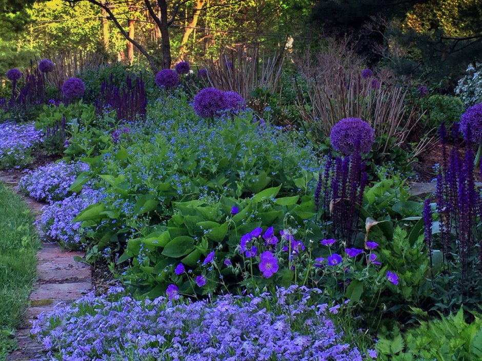 Синеголовник плосколистный Eryngium Planum