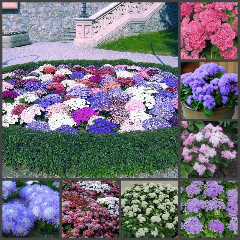 Короткие цветы для клумбы название и фото