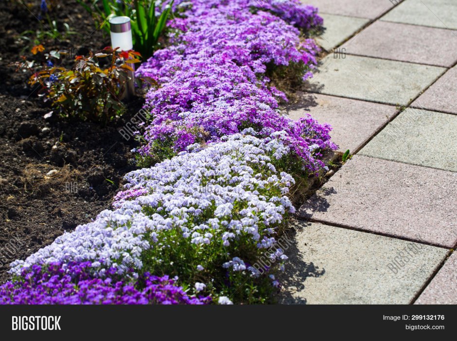 С чем посадить агератум на клумбе и агератум — Современный вариант красивого декора с милым цветком +90 фото