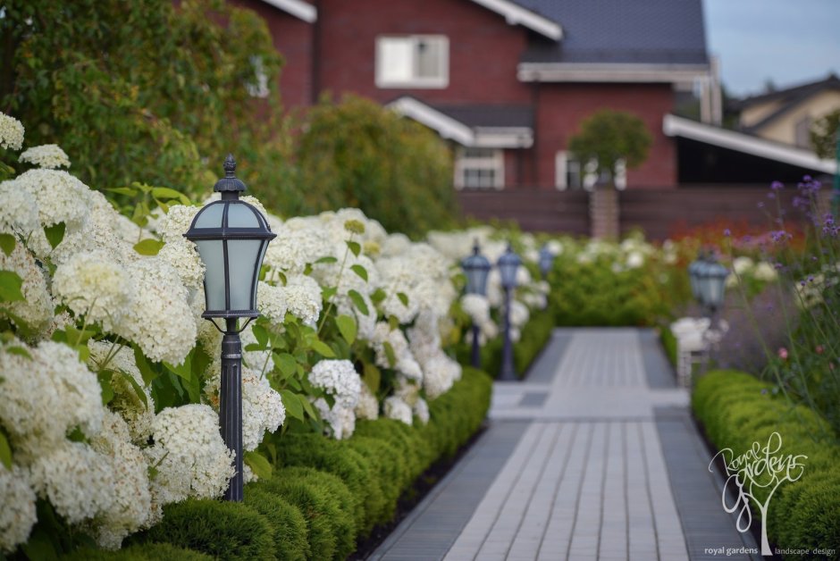 С чем посадить агератум на клумбе и агератум — Современный вариант красивого декора с милым цветком +90 фото