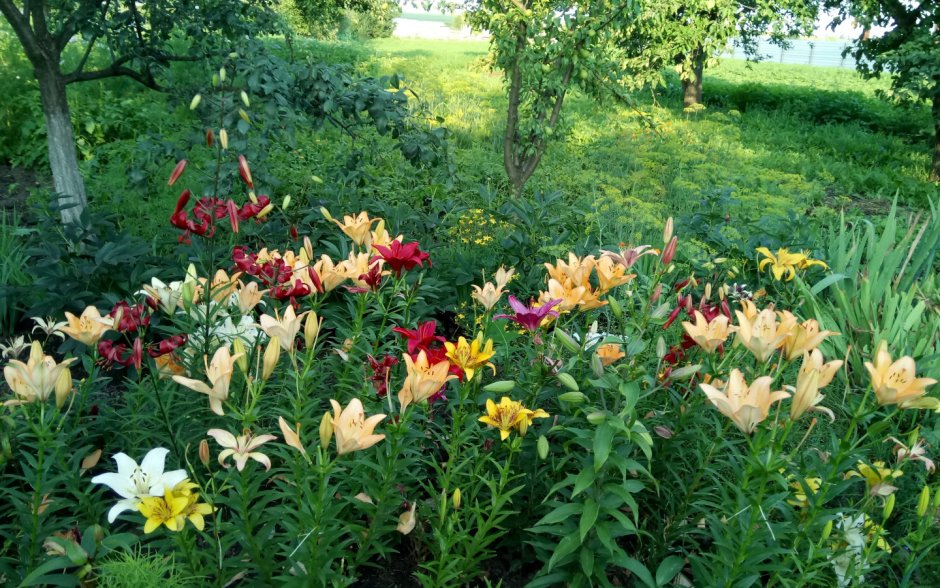 Садовые композиции с лилиями