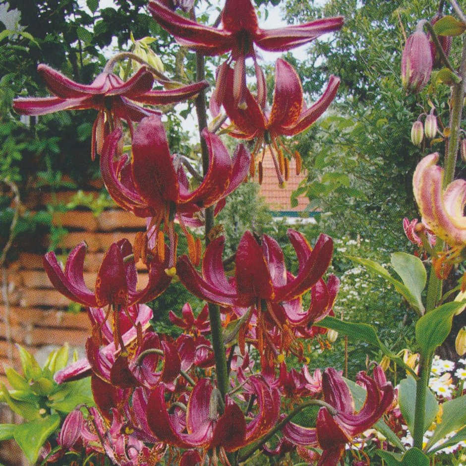 Лилия Lilium 'Claude Shride'