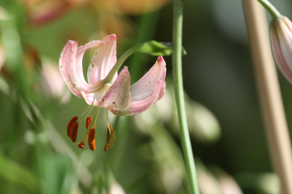 Lilium martagon цветок