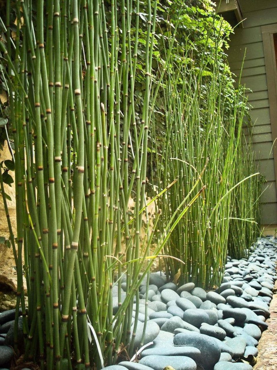 Бамбук Озеленение