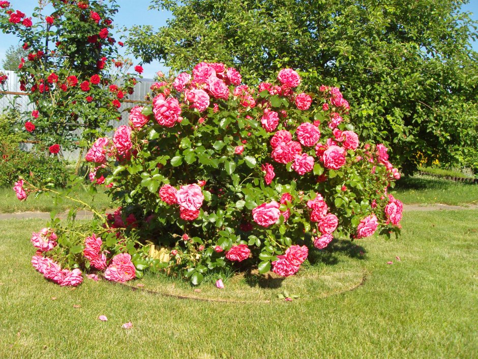 Компаньон для розы Розариум Ютерсен