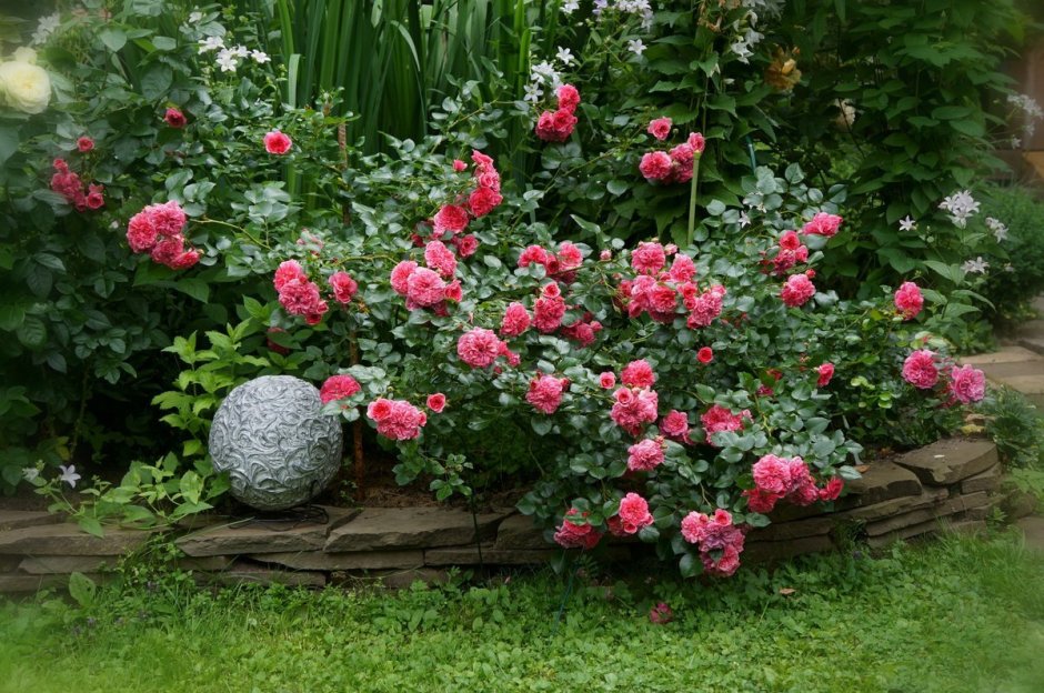 Плетистые розы Розариум Ютерсен
