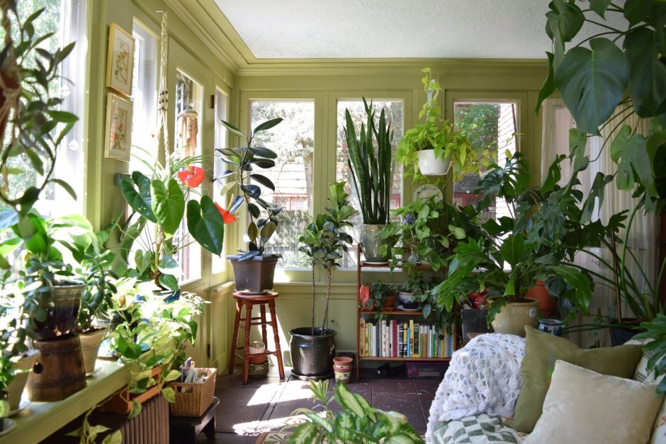 Комнатные растения в американских домах