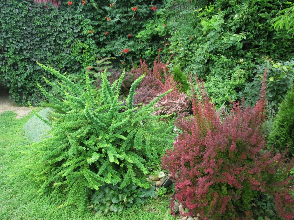 Барбарис Тунберга Green Carpet