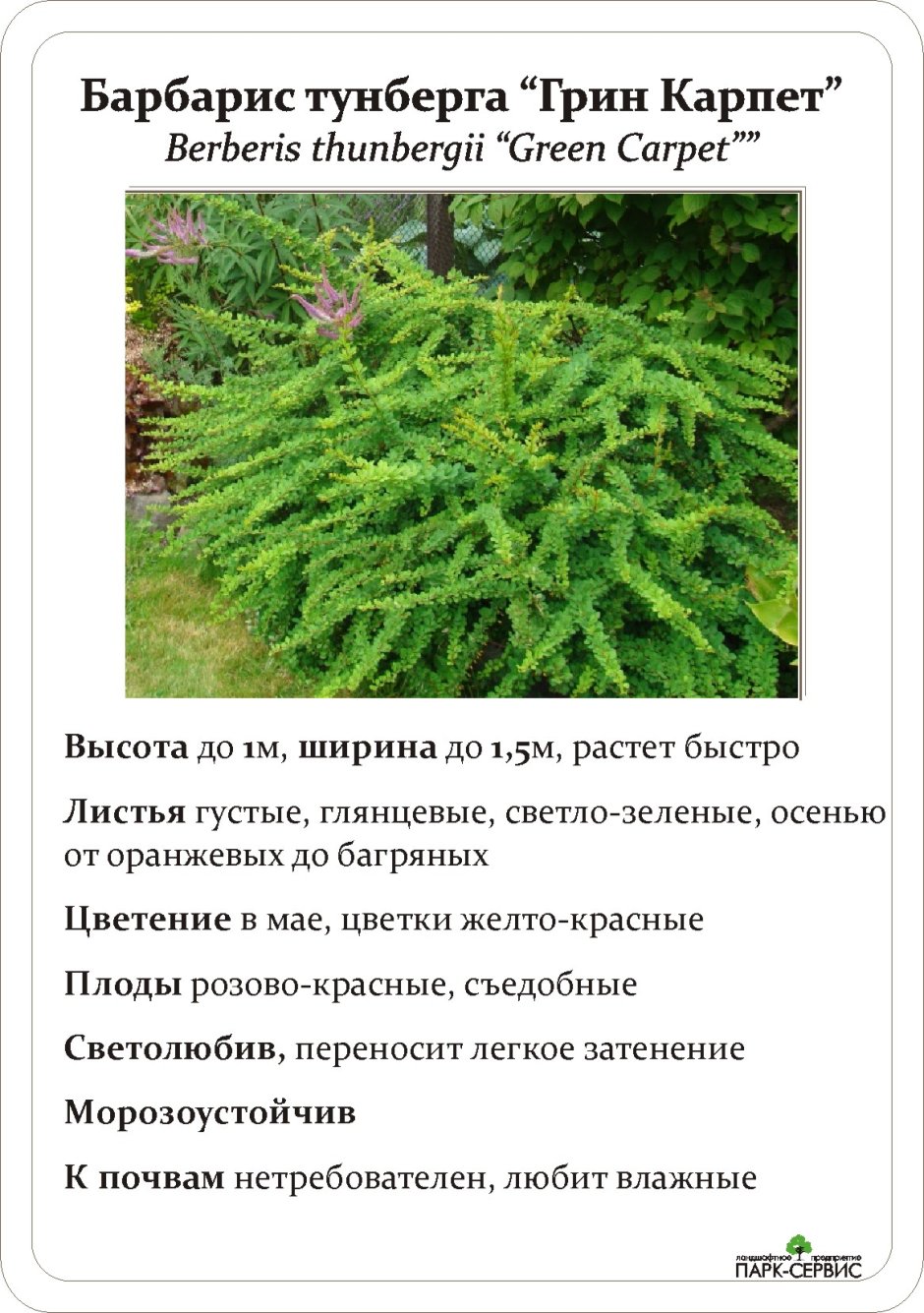 Барбарис Тунберга Грин карпетписание