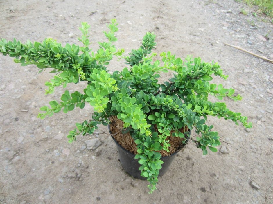Тунберга Berberis thunbergii Green Carpet
