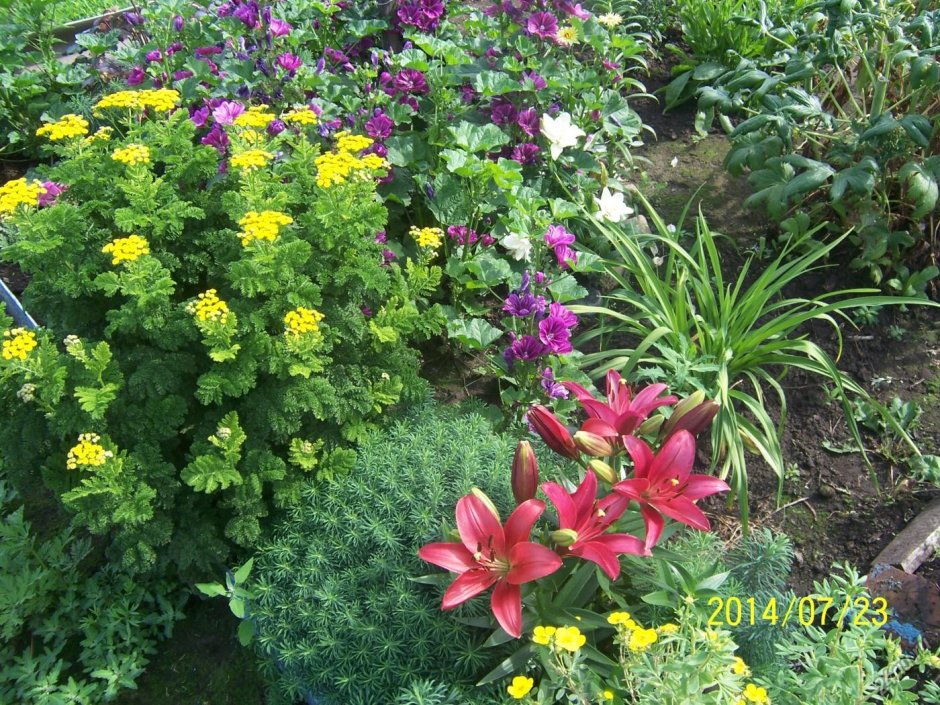 Пижма красная (сорт 'Garden Treasure')
