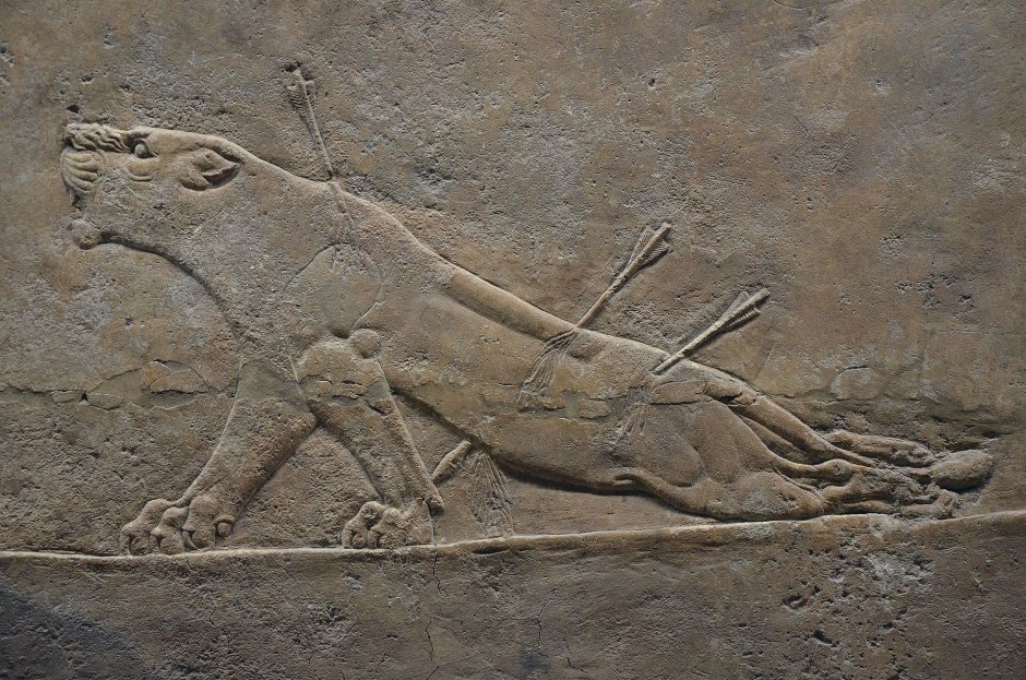 Раненая львица рельеф из дворца в Ниневии