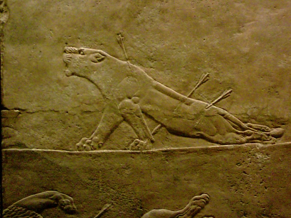 Искусство Ассирия раненная львица