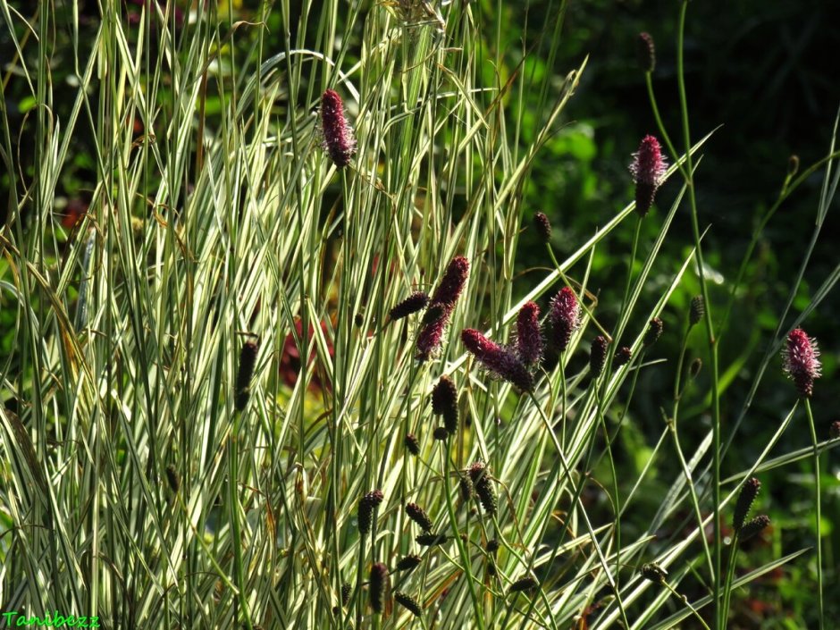 Кровохлебка лекарственная — Sanguisorba officinalis в саду
