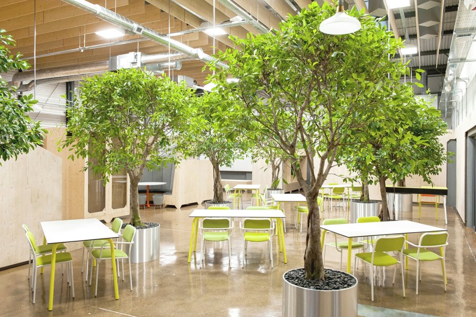 Ficus Design Озеленение офисов