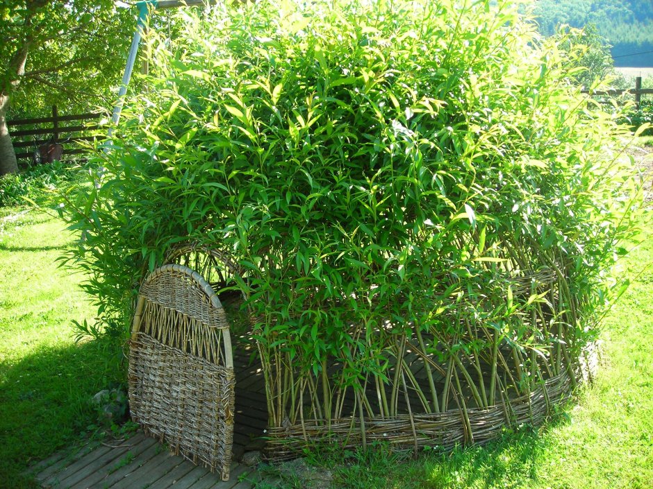 Ива плетеная датские корни (Salix viminalis)