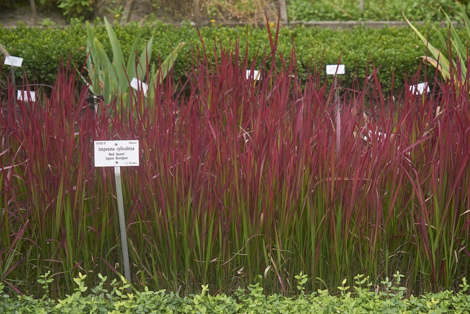 Императа цилиндрическая Red Baron'. . . . . С2. . . , Imperata cylindrica 'Red Baron'