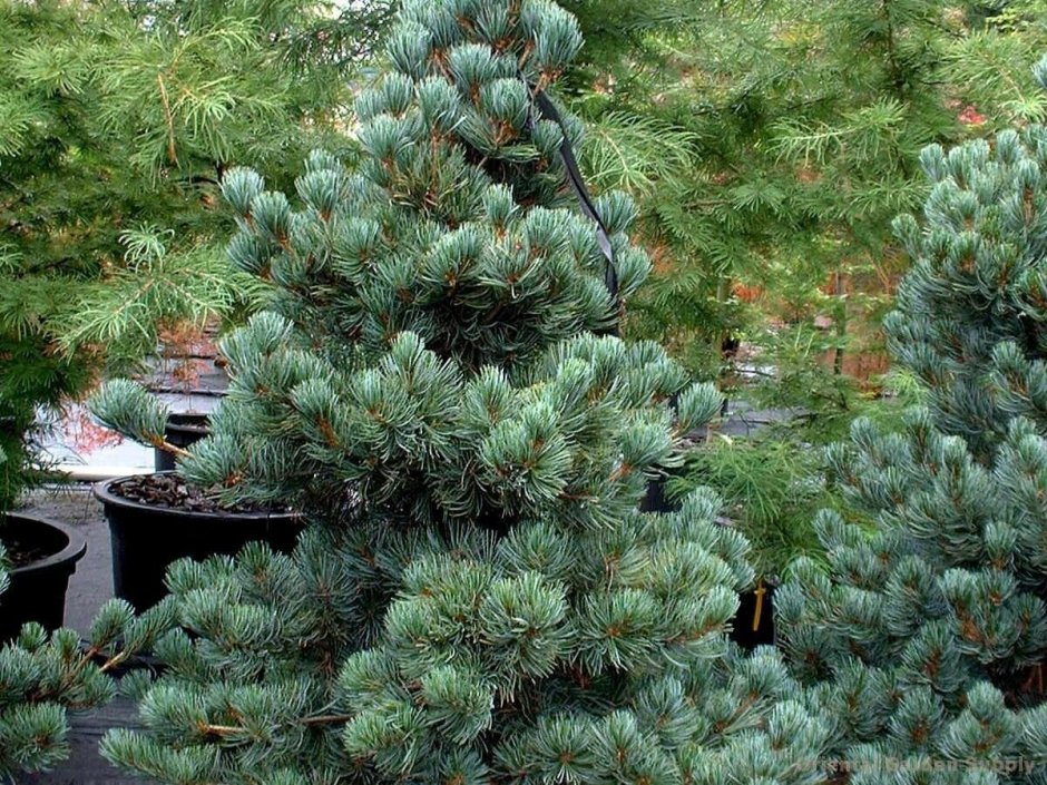 Можжевельник Блю Эрроу в миксбордере