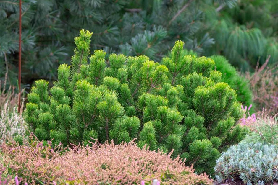 Pinus pumila Jeddeloh