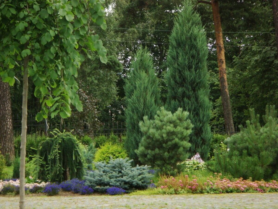 Ель Коника рокарий
