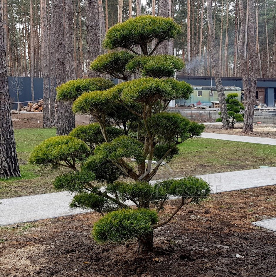 Туя бересклет скумпия миксбордер