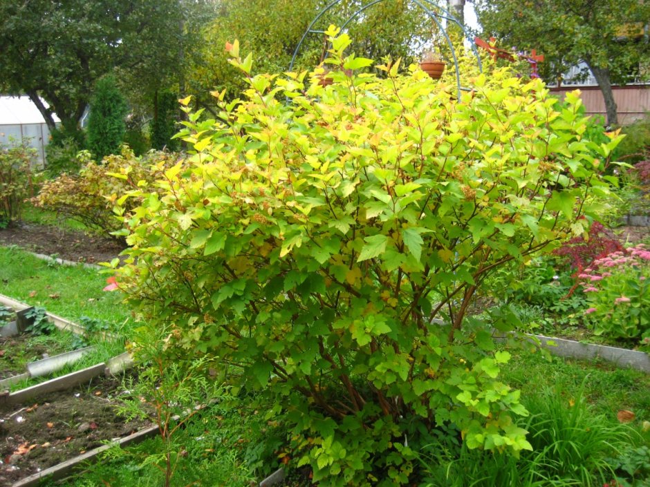 Пузыреплодник калинолистный Лютеус (Physocarpus opulifolius luteus)