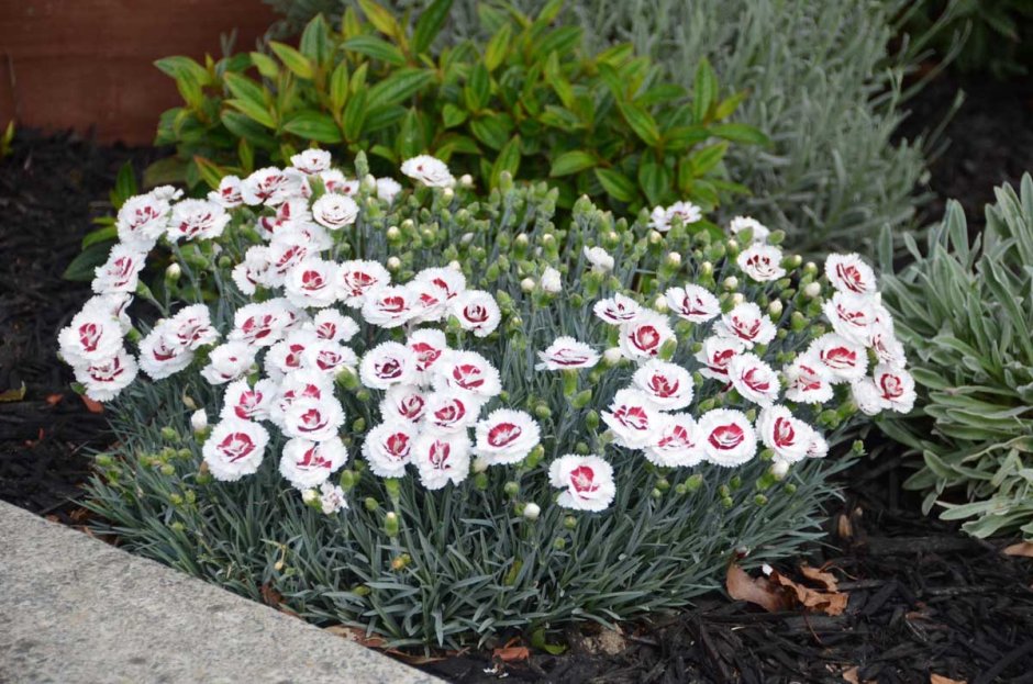 Гвоздика (Dianthus) шоугёрл