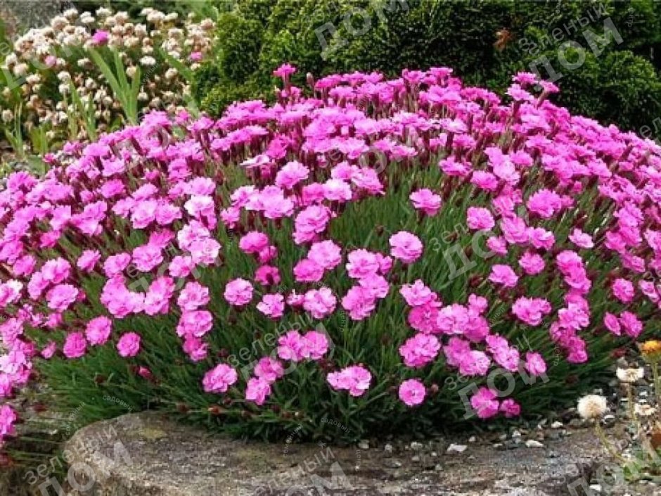 Гвоздика серовато-голубая (Dianthus gratianopolitanus