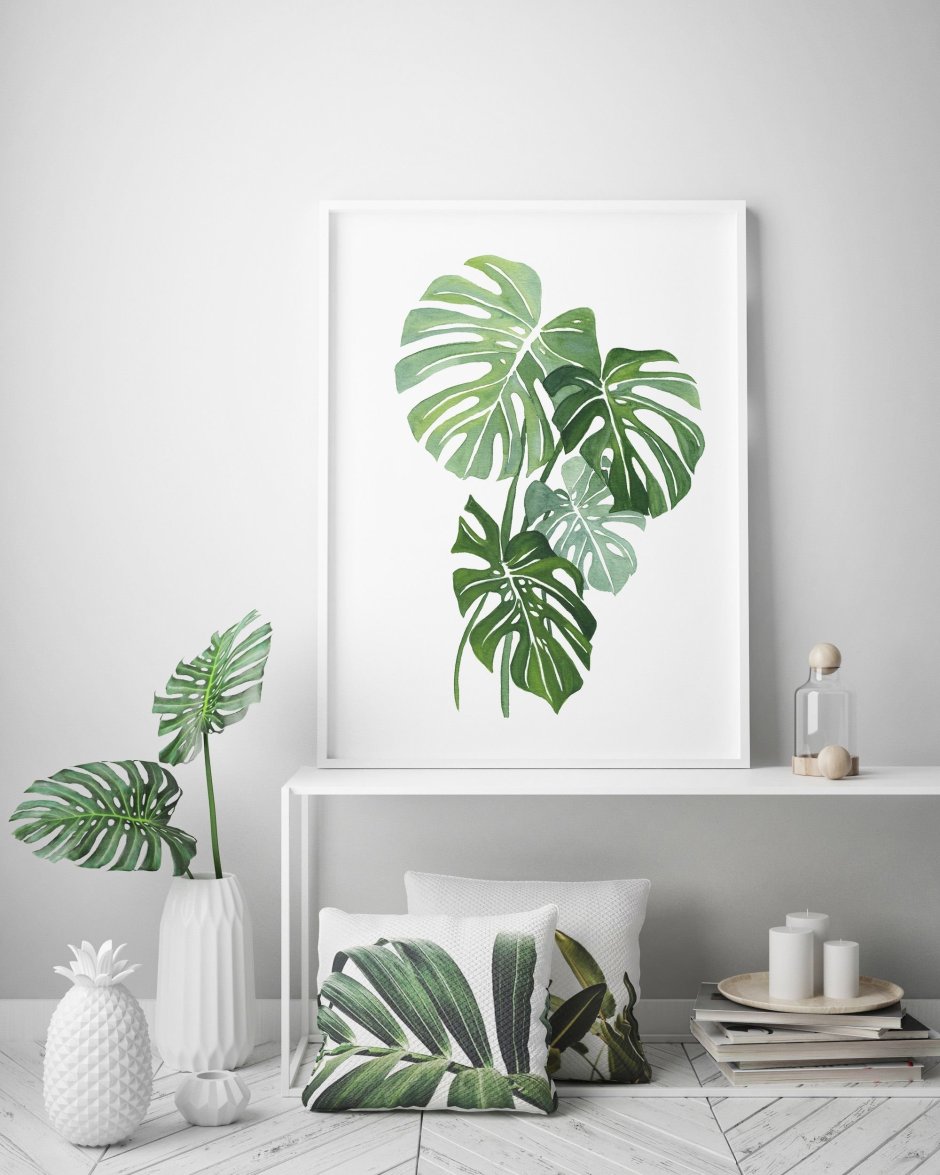 Сканди Monstera