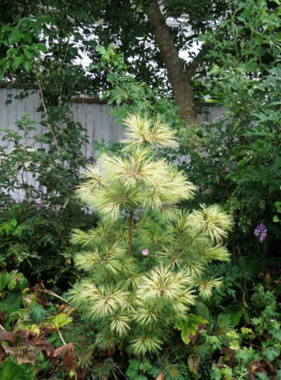 Pinus strobus 'Golden Candles'