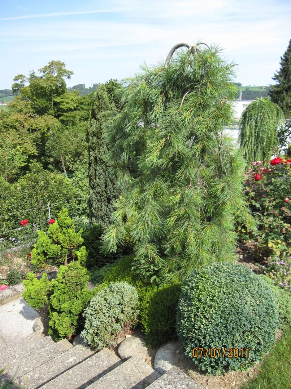 Pinus strobus pendula