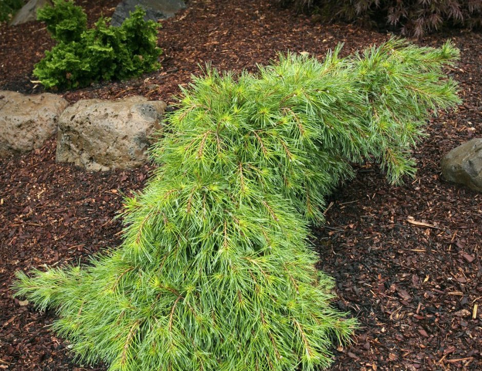 Сосна Веймутова (Pinus strobus "Niagara Falls"