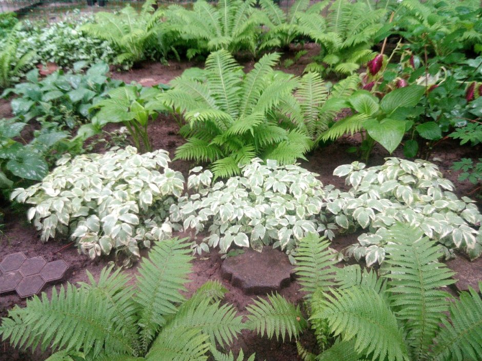 Кочедыжник Athyrium Ghost