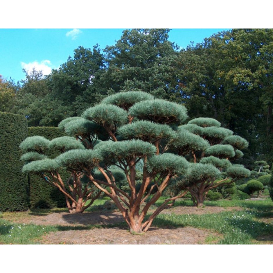 Pinus strobus 'Stowe Pillar'